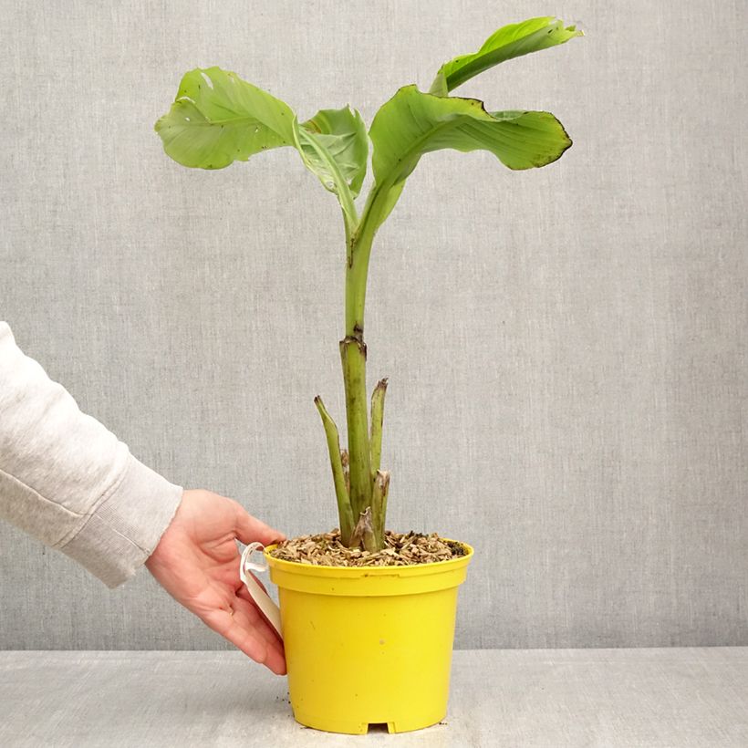 Amostra de Musa basjoo Tchetchenia - Bananeira-japonesa Vaso de 2 L/3 L tal como entregue na primavera