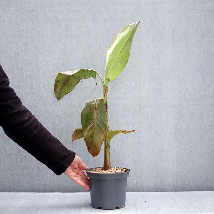 Amostra de Musa itinerans Mekong Giant - Bananeira Vaso de 2 L/3 L tal como entregue no inverno