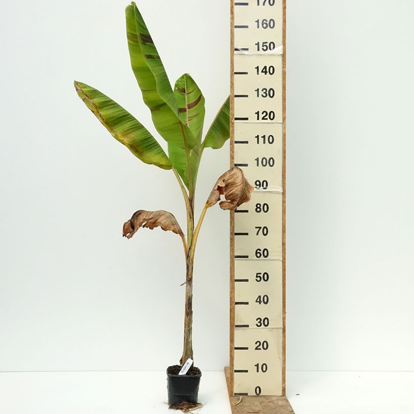 Amostra de Musa sikkimensis Ever Red - Bananeira-do-Sikkim Vaso de 1,5 L/2 L tal como entregue no verão