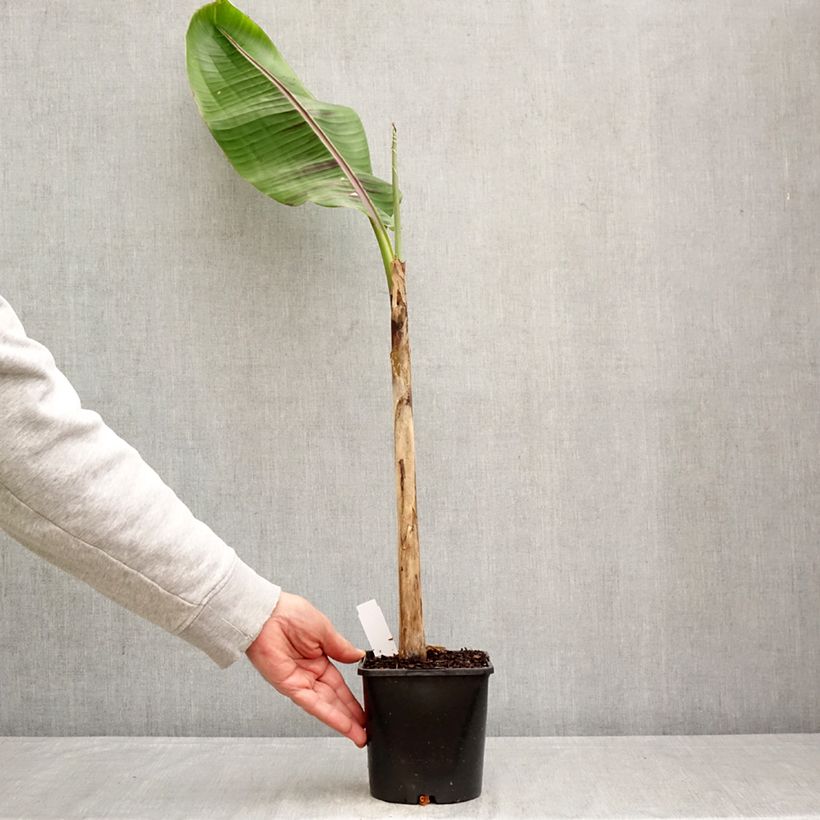 Amostra de Musa sikkimensis Ever Red - Bananeira-do-Sikkim Vaso de 1,5 L/2 L tal como entregue na primavera
