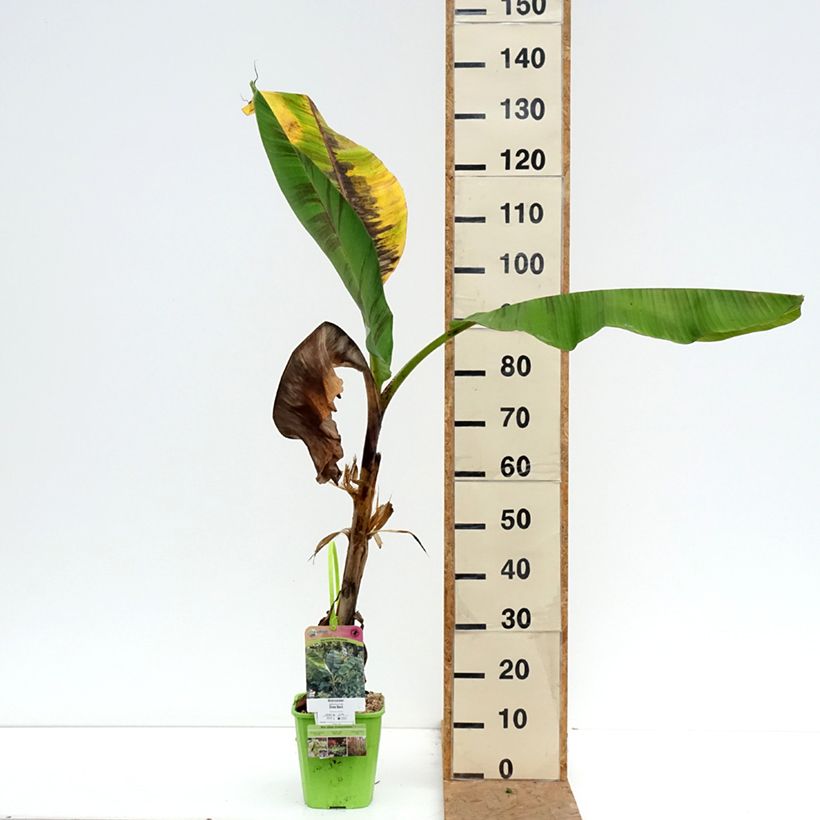 Amostra de Musa sikkimensis Ever Red - Bananeira-do-Sikkim Vaso de 4 L/5 L tal como entregue no outono
