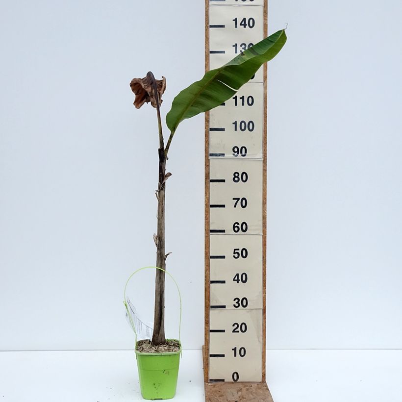 Amostra de Musa sikkimensis Ever Red - Bananier du Sikkim Vaso de 4 L/5 L tal como entregue no inverno