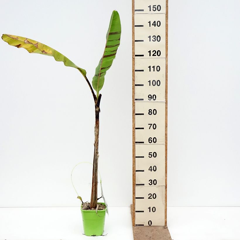 Amostra de Musa sikkimensis Ever Red - Bananeira-do-Sikkim Vaso de 4 L/5 L tal como entregue na primavera