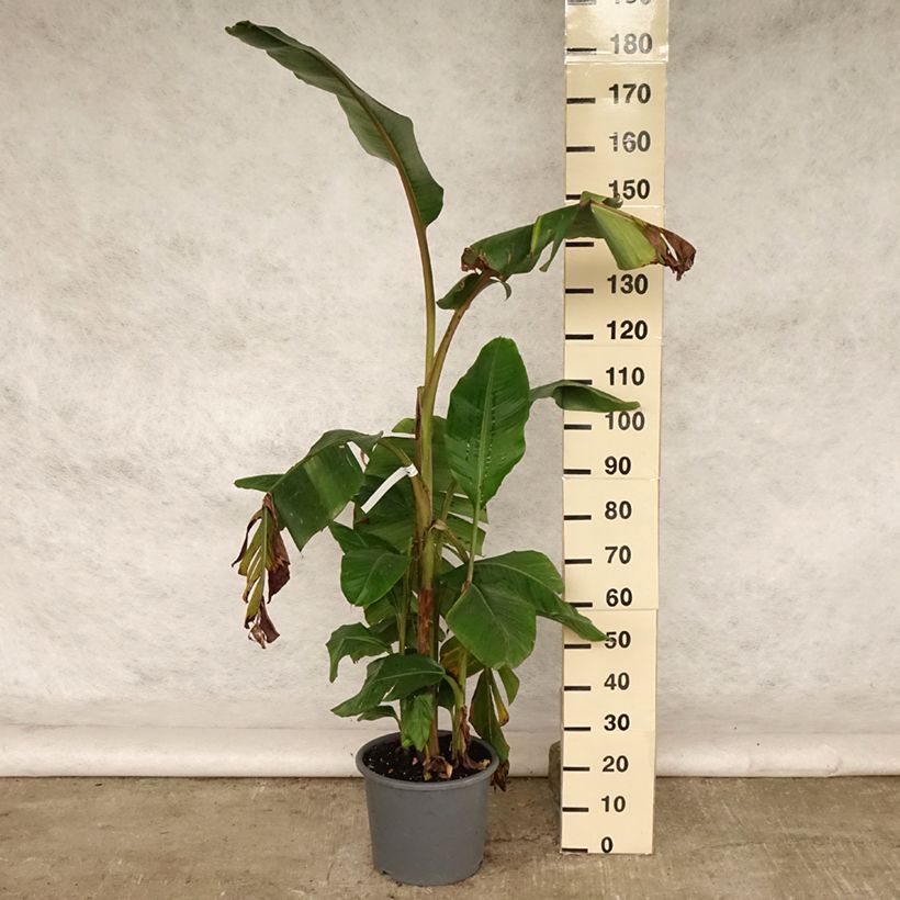 Amostra de Musa velutina - Bananeira-rosa Vaso de 12 L/15 L tal como entregue no verão