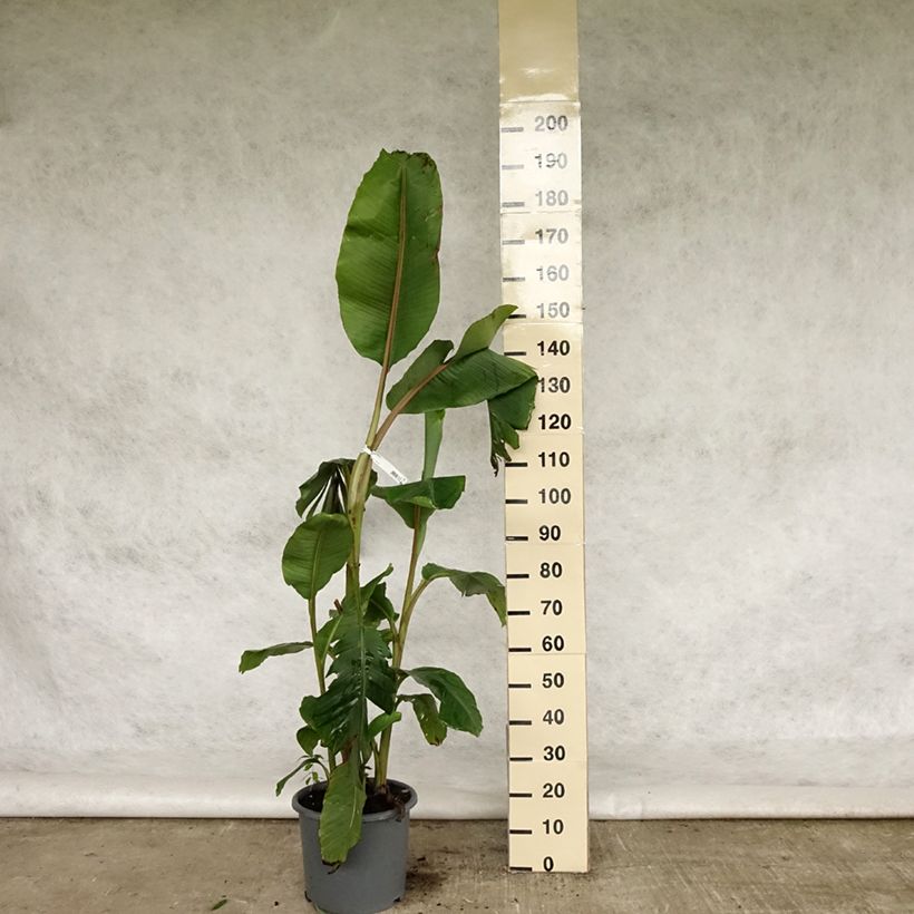 Amostra de Musa velutina - Bananeira-rosa Vaso de 12 L/15 L tal como entregue na primavera