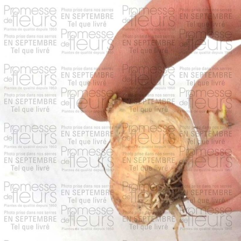 Exemplo de amostra de Muscari armeniacum Bulbe calibre 9+ tal como entregue