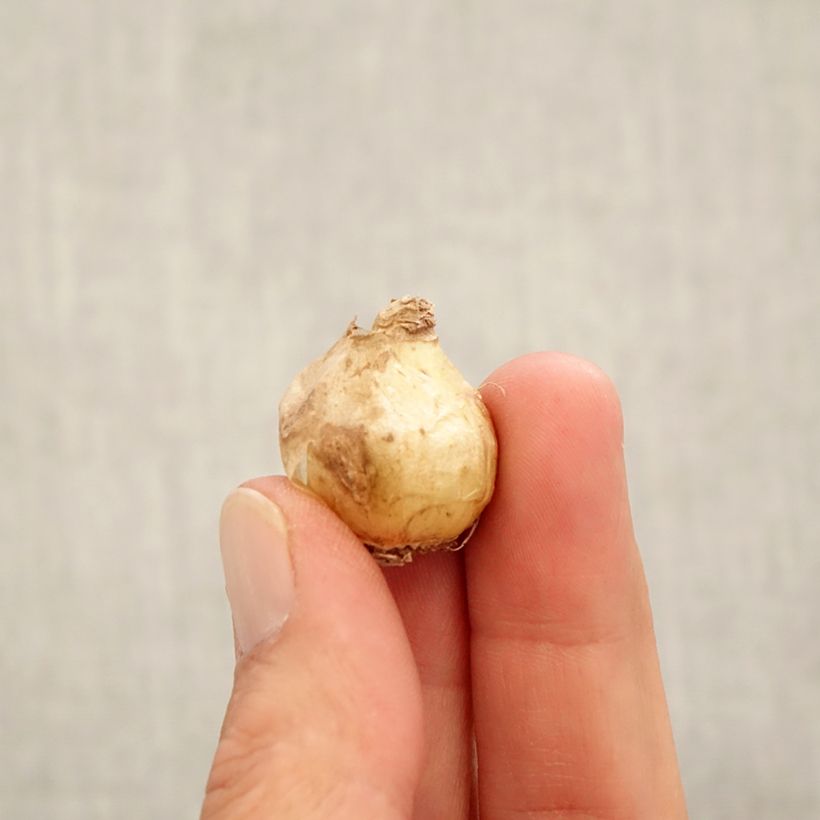 Amostra de Muscari armeniacum Alida Bulbe Kaliber/Größe 7+ tal como entregue no outono