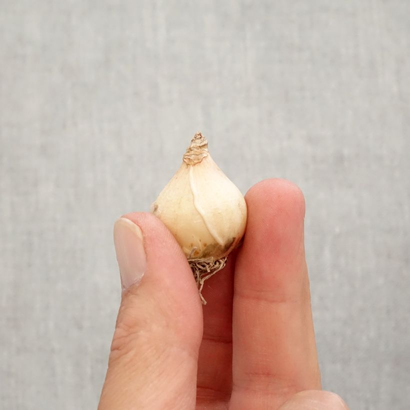 Amostra de Muscari armeniacum Big Smile Bulbo size 8+ tal como entregue no outono