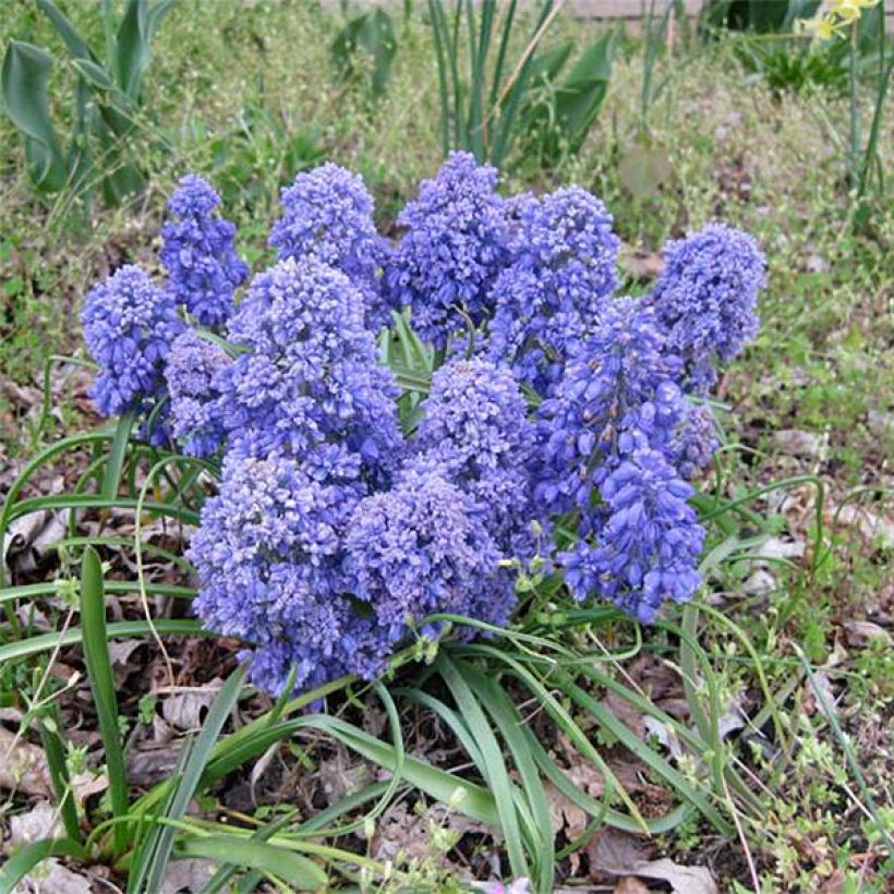 Jacinto-uva Blue Spike - Muscari armeniacum (Hábito)