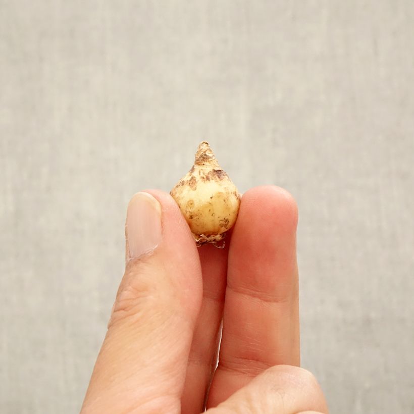 Amostra de Jacinto-uva - Muscari armeniacum Bulbo Calibre 6+ tal como entregue no outono