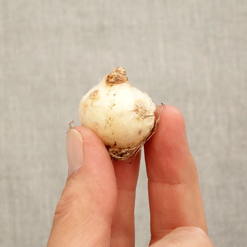 Amostra de Jacinto-uva - Muscari armeniacum Bulbo Calibre 9+ tal como entregue no outono