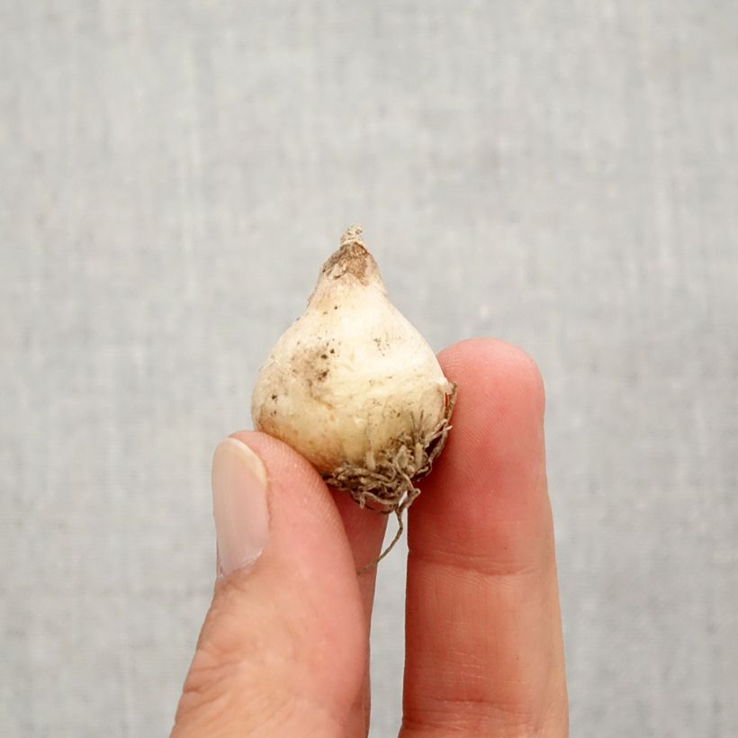 Amostra de Muscari armeniacum Christmas Pearl Bulbe Kaliber/Größe 8+ tal como entregue no outono