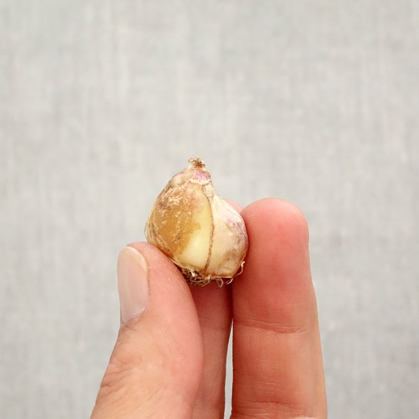 Amostra de Muscari armeniacum Double Beauty Bulbe Kaliber/Größe 7+ tal como entregue no outono