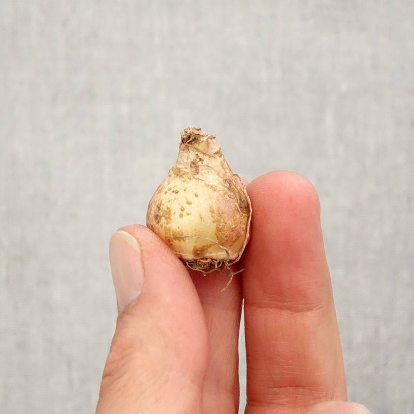 Amostra de Muscari armeniacum Esther Bulbo size 7+ tal como entregue no outono