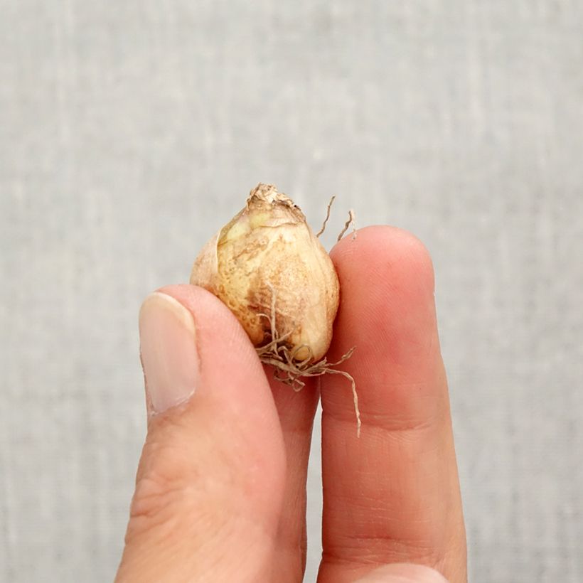 Amostra de Muscari armeniacum Valerie Finnis Bulbo size 7+ tal como entregue no outono