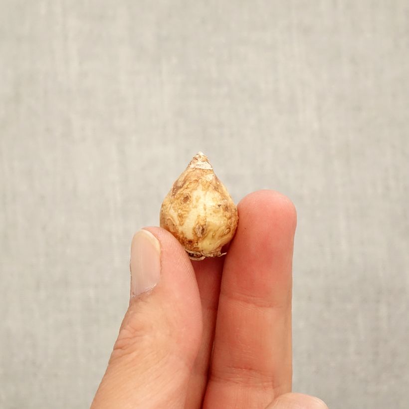 Amostra de Muscari armeniacum White Pearl Bulbe Kaliber/Größe 7+ tal como entregue no outono