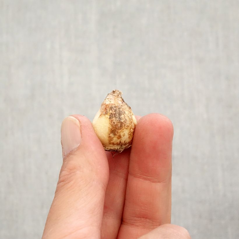 Amostra de Muscari aucheri Early Magic Bulbo size 7+ tal como entregue no outono