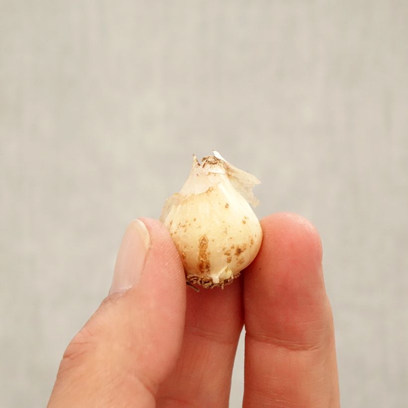 Amostra de Uva-de-jacinto Ocean Magic - Muscari aucheri Bulbo Calibre 8/9 tal como entregue no outono