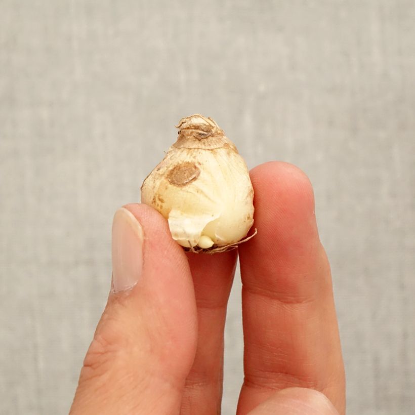 Amostra de Muscari aucheri White Magic Bulbo size 7+ tal como entregue no outono