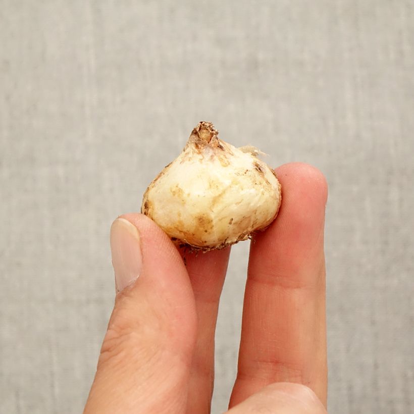 Amostra de Muscari aucheri White Magic Bulbo size 9+ tal como entregue no outono