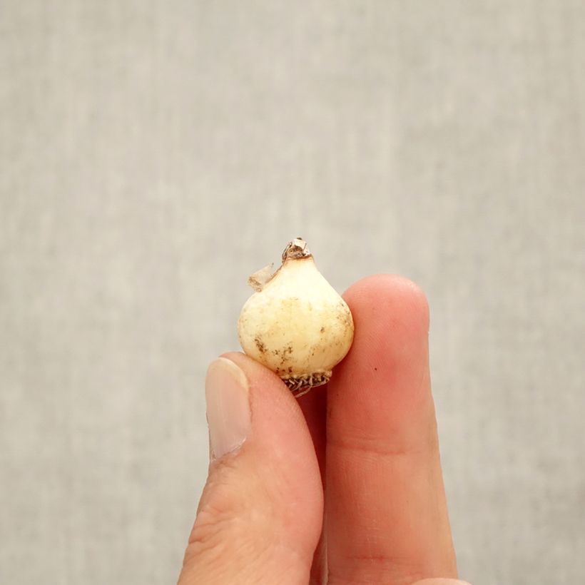 Amostra de Muscari azureum Bulbo size 6+ tal como entregue no outono