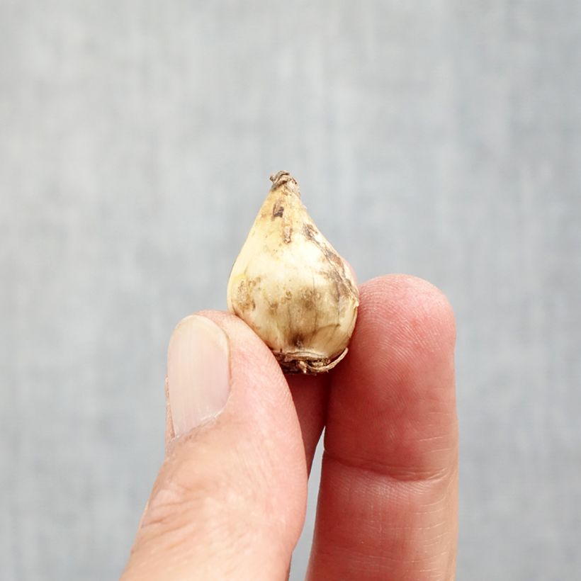 Amostra de Muscari botryoides Album Bulbe Kaliber/Größe 5/6 tal como entregue no outono