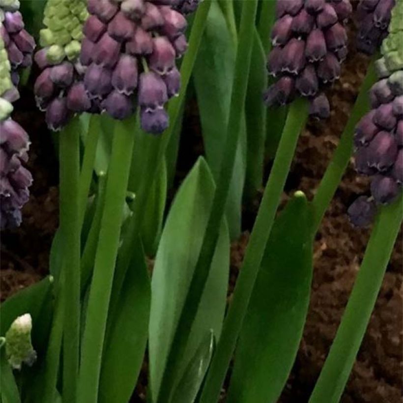 Jacinto-uva Grape Ice - Muscari latifolium (Folhagem)