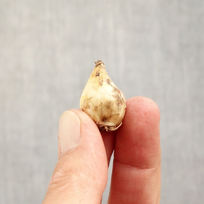 Amostra de Muscari Grape Ice Bulbo size 5+ tal como entregue no outono