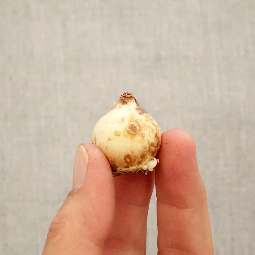 Amostra de Jacinto-uva Golden fragrance - Muscari macrocarpum Bulbo Calibre 9+ tal como entregue no outono