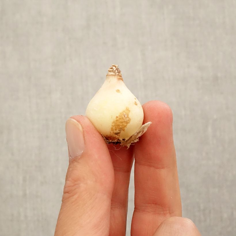 Amostra de Muscari Manon Bulbe Kaliber/Größe 8+ tal como entregue no outono