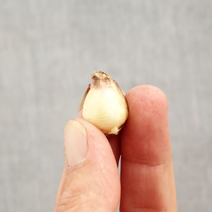 Amostra de Muscari Mount Hood Bulbo size 5+ tal como entregue no outono