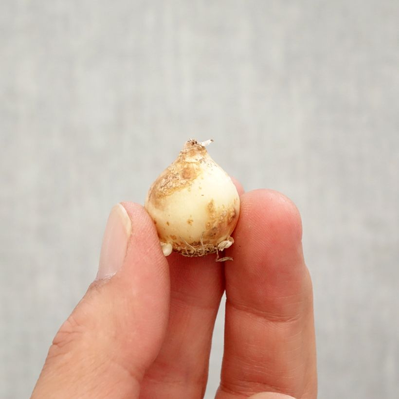 Amostra de Muscari Peppermint Bulbo size 7+ tal como entregue no outono