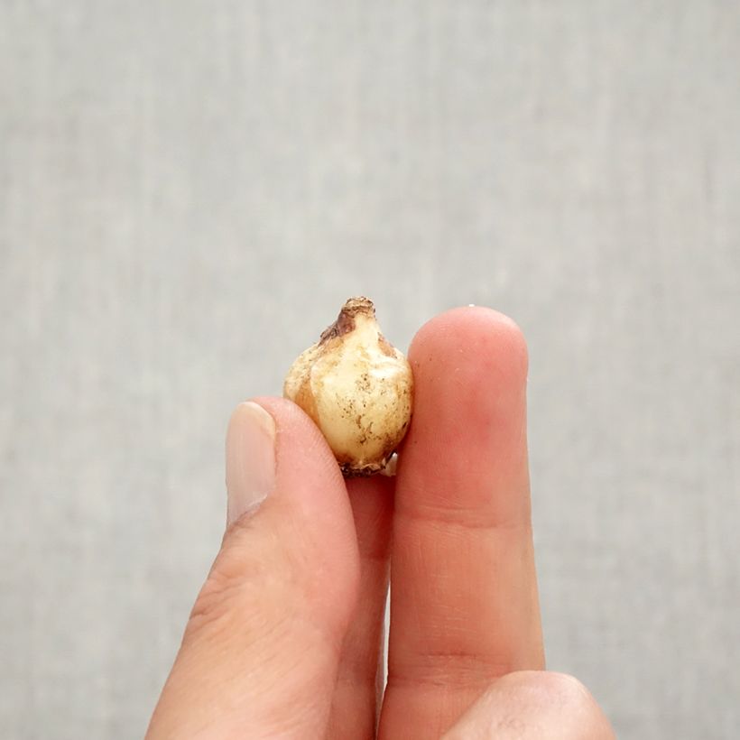 Amostra de Muscari Pink Sunrise Bulbo size 6+ tal como entregue no outono