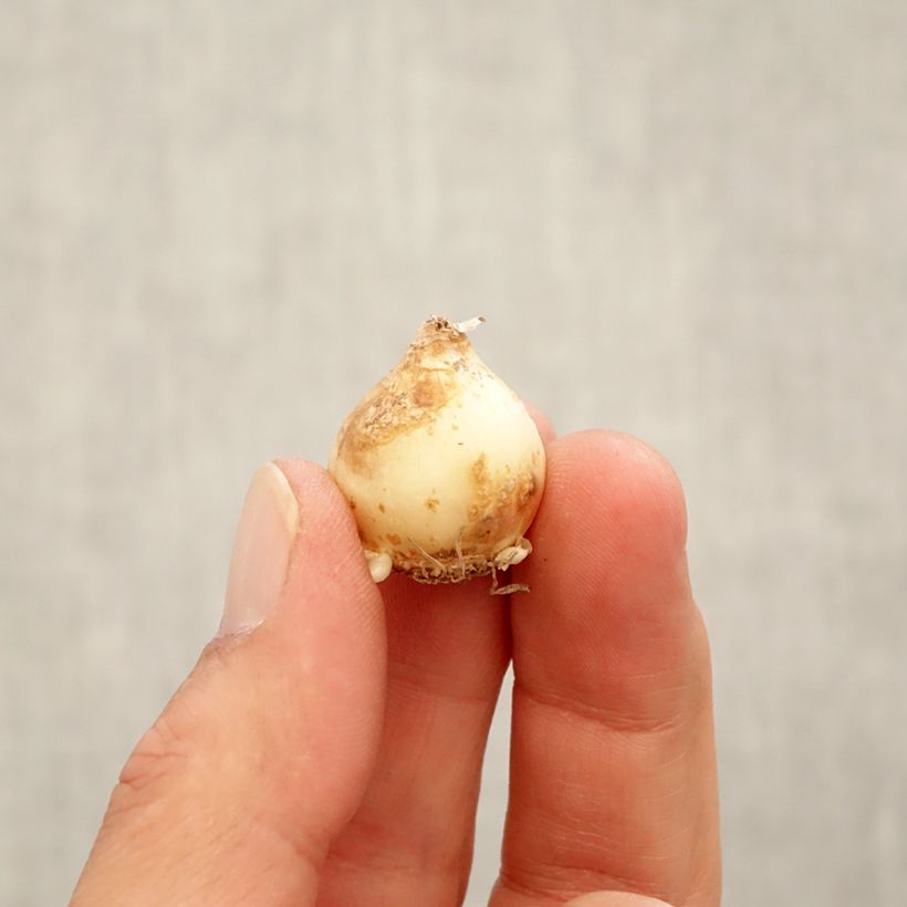 Amostra de Muscari Touch of Snow Bulbe Kaliber/Größe 7+ tal como entregue no outono