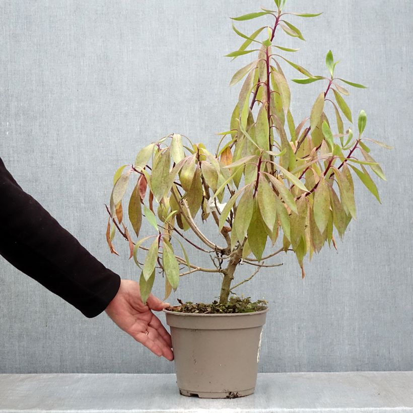 Amostra de Myoporum laetum Vaso de 4 L/5 L tal como entregue no outono
