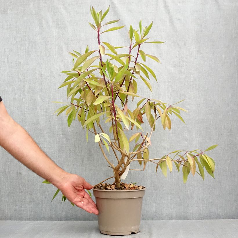 Amostra de Myoporum laetum Vaso de 4 L/5 L tal como entregue no verão