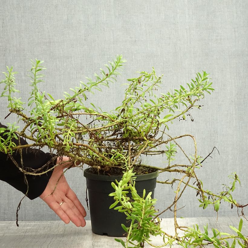 Amostra de Myoporum parvifolium Fleurs Brancas Vaso de 3 L/4 L tal como entregue no outono