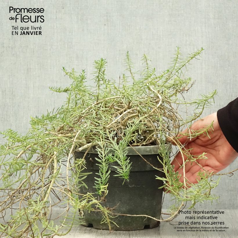 Amostra de Myoporum parvifolium Rose Vaso de 3 L/4 L tal como entregue no inverno