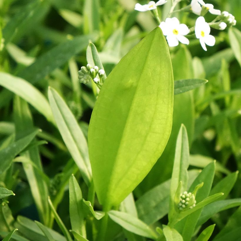 Myosotis scorpioides Alba (Folhagem)