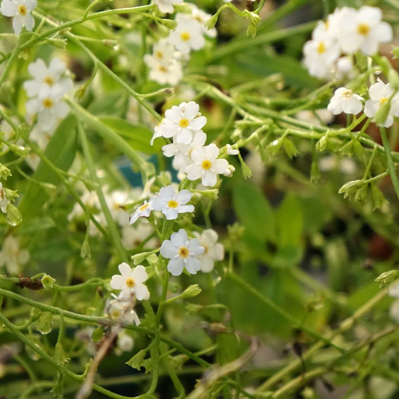 Myosotis scorpioides Alba (Floração)