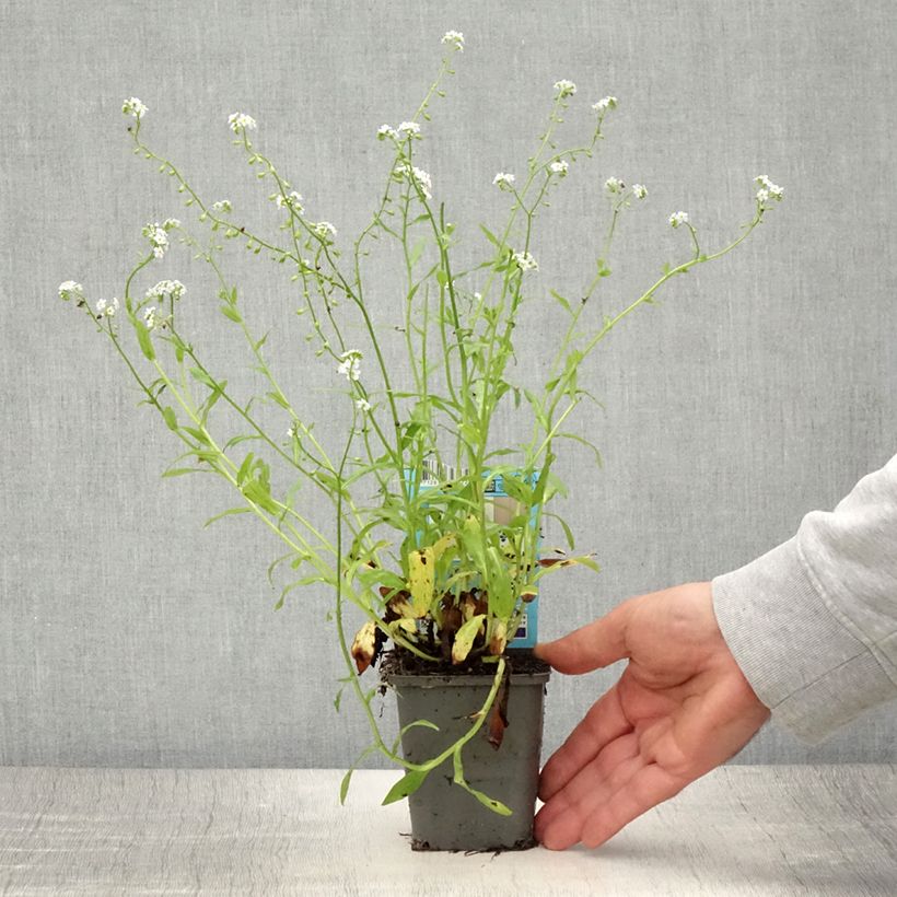 Amostra de Myosotis scorpioides Alba Vaso de 8/9 cm tal como entregue no verão