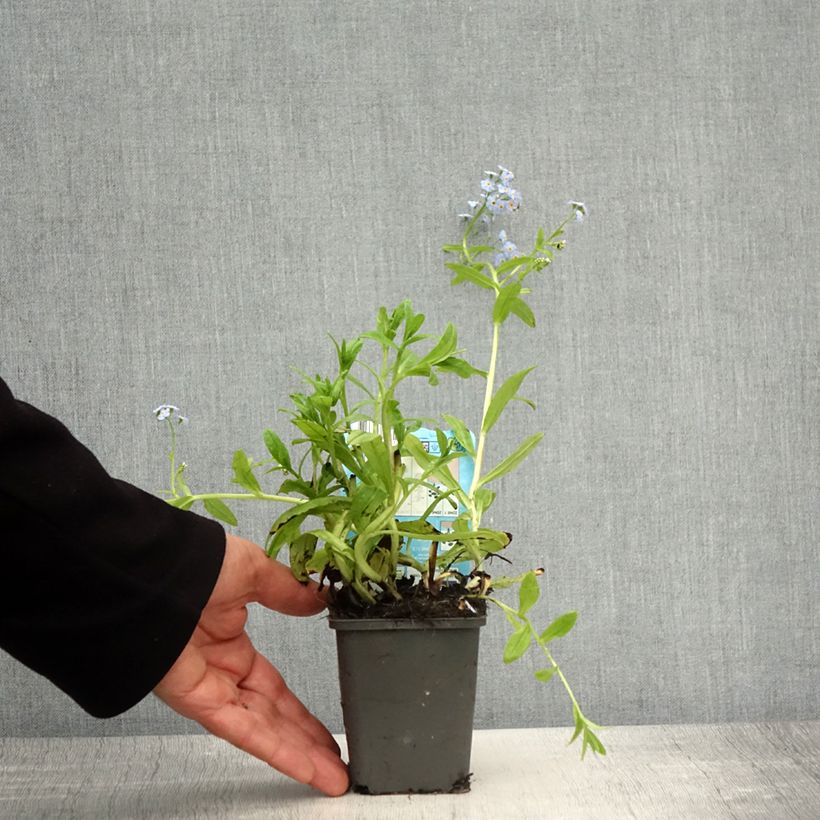 Amostra de Myosotis scorpioides Alba - Myosotis des marais Godet de 8/9 cm tal como entregue na primavera