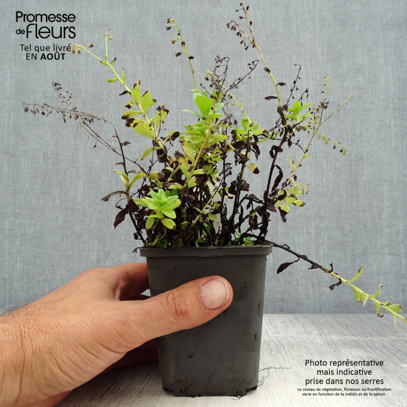 Amostra de Myosotis scorpioides Vaso de 8/9 cm tal como entregue no verão