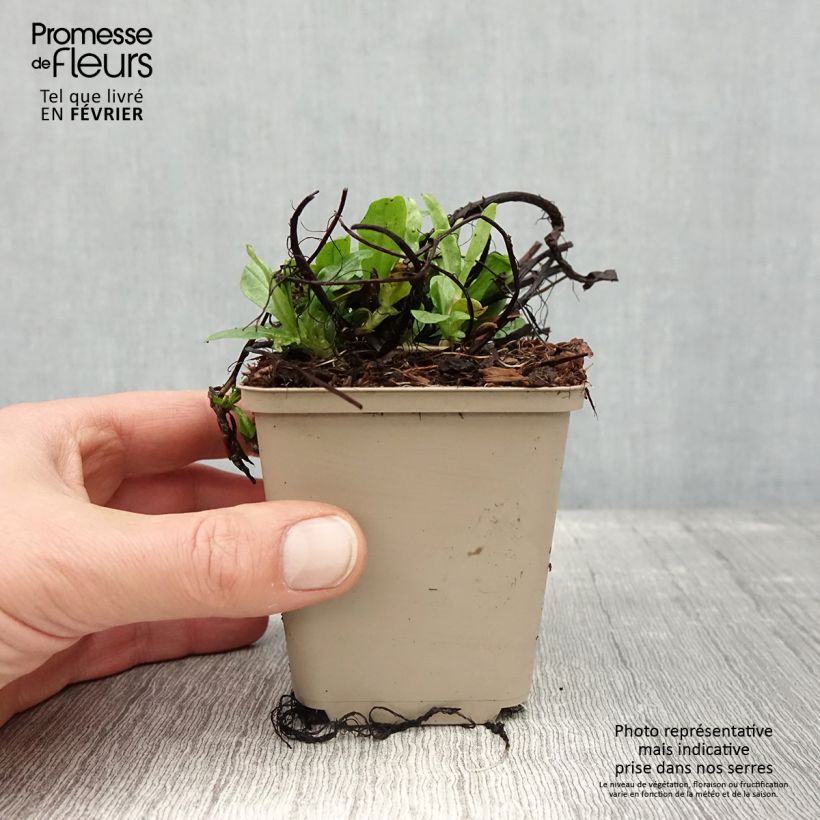 Amostra de Myosotis scorpioides Vaso de 8/9 cm tal como entregue no inverno