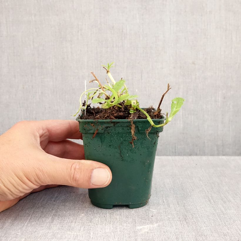 Amostra de Myosotis scorpioides Vaso de 8/9 cm tal como entregue no outono