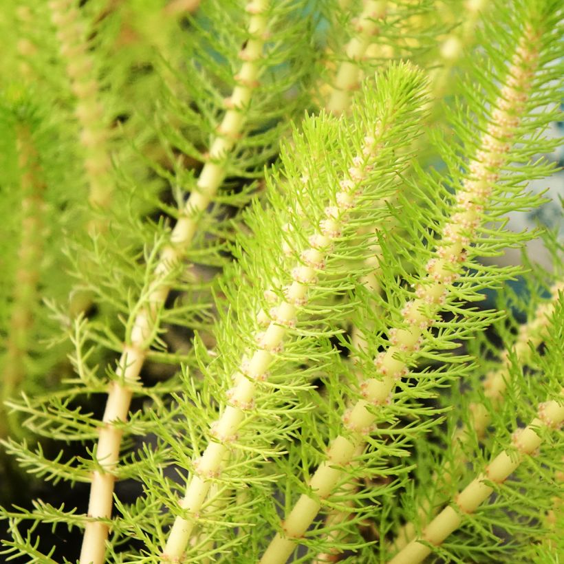 Myriophyllum crispata (Folhagem)
