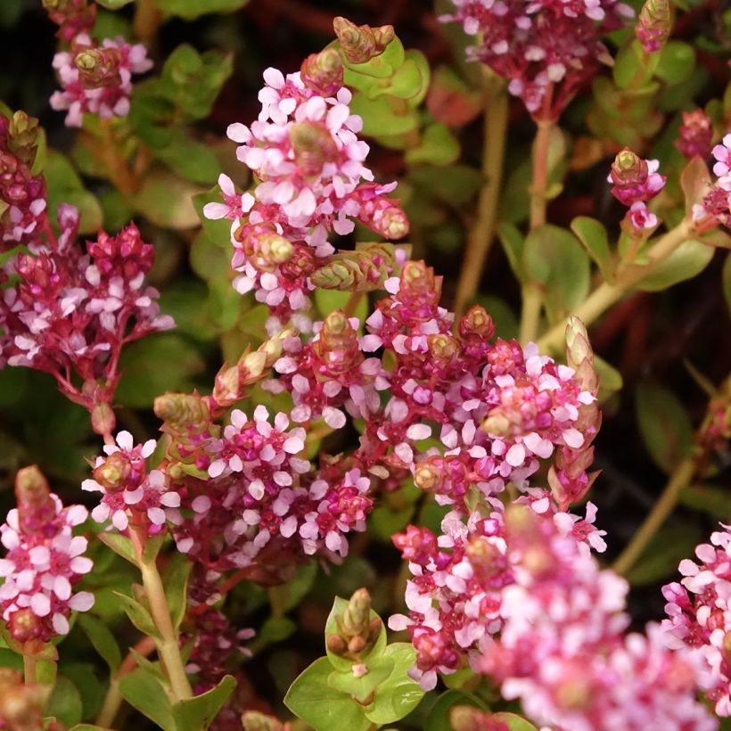 Myriophyllum crispata (Floração)