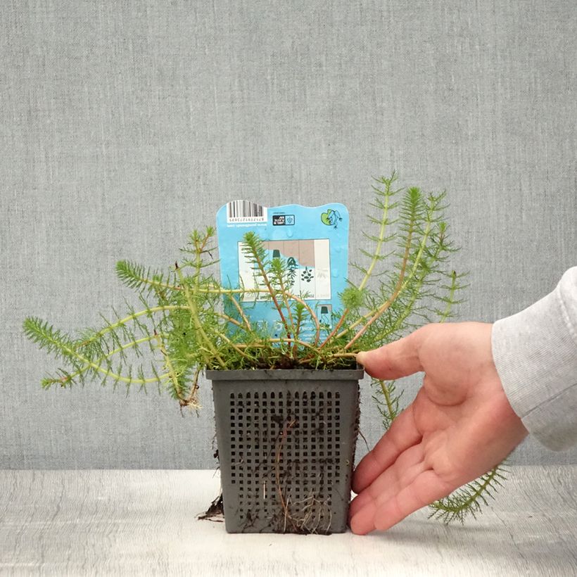 Amostra de Myriophyllum crispata Vaso de 1 L/1,5 L tal como entregue no verão