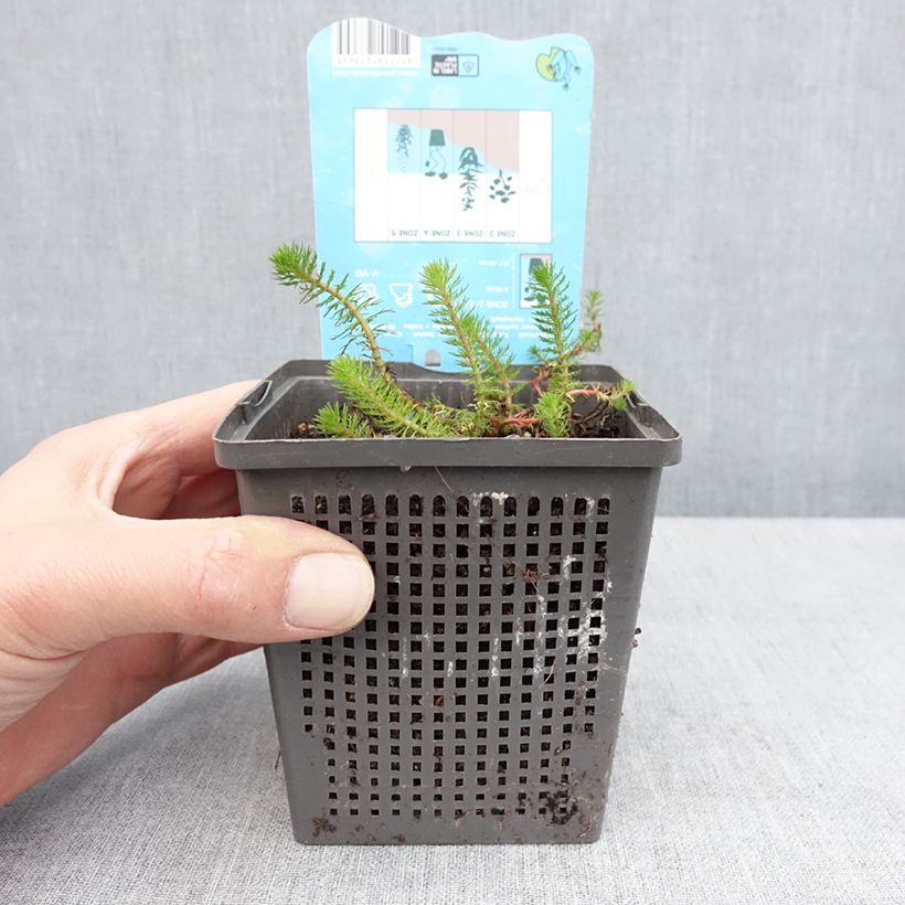 Amostra de Myriophyllum crispata - Myriophylle Pot de 1L/1,5L tal como entregue na primavera