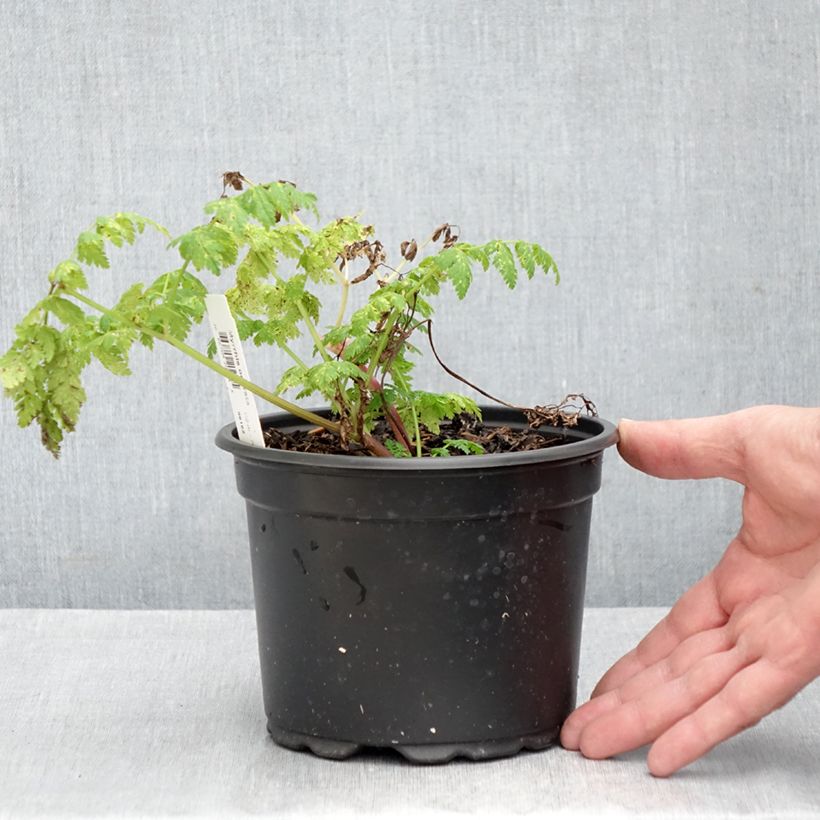 Amostra de Myrrhis odorata - Cerfeuil musqué ou anisé Vaso de 2 L/3 L tal como entregue no outono